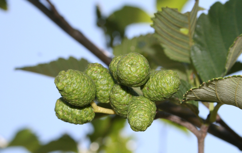 Fruits