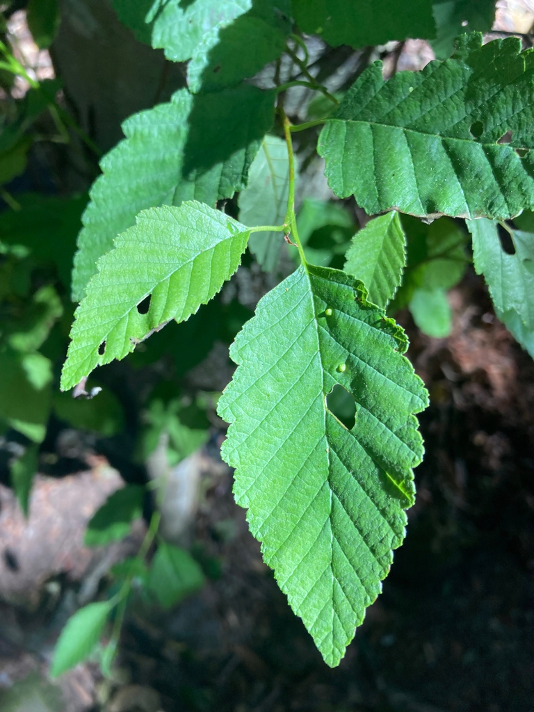 Leaves