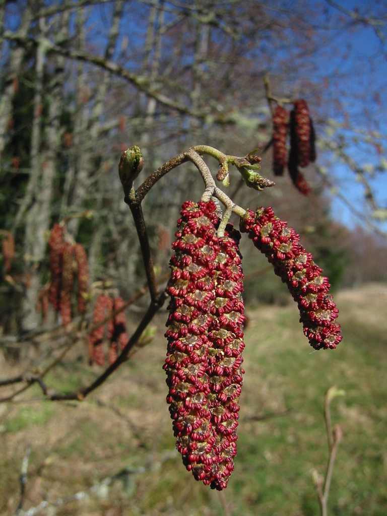 Male catkins