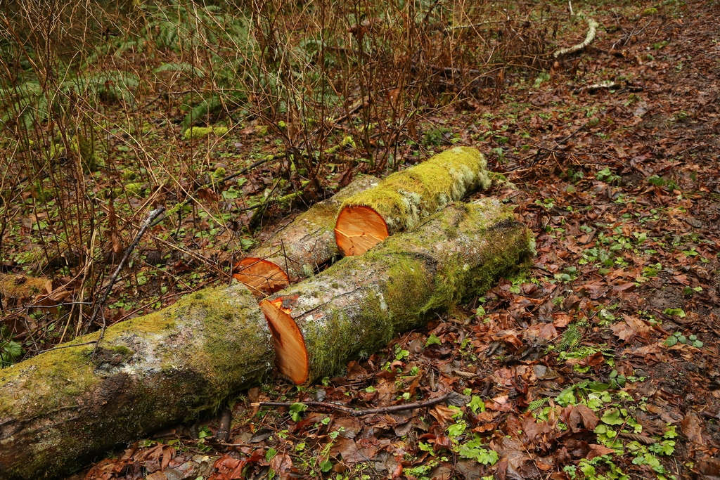 Red inner bark showing
