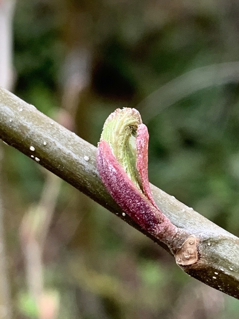 Stem and leaf bud opening