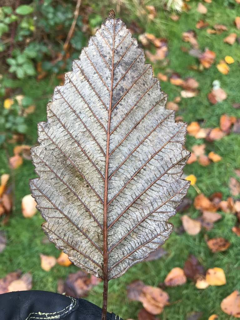 Underside of leaf