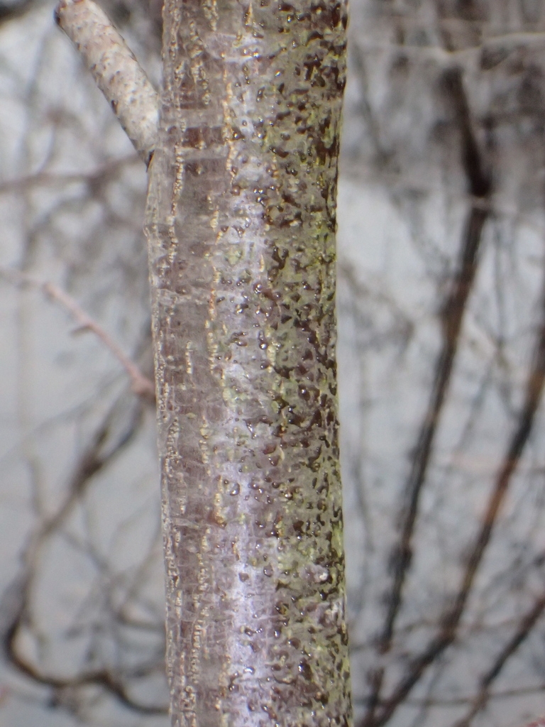 xloseup of the bark