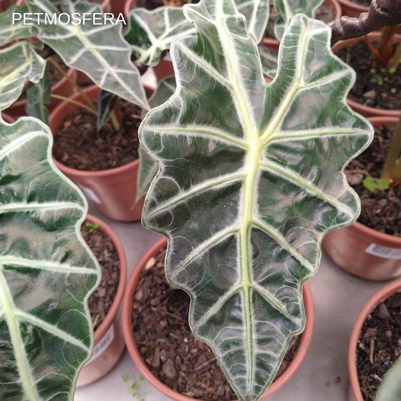 Dark metallic green leaves with white veins.