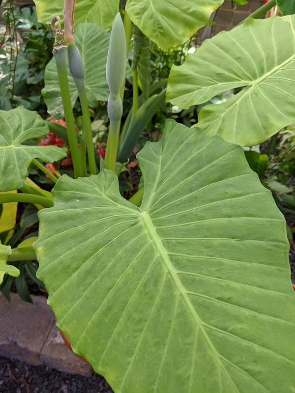 Large, heart-shaped green leaf. Green spathes are visible.