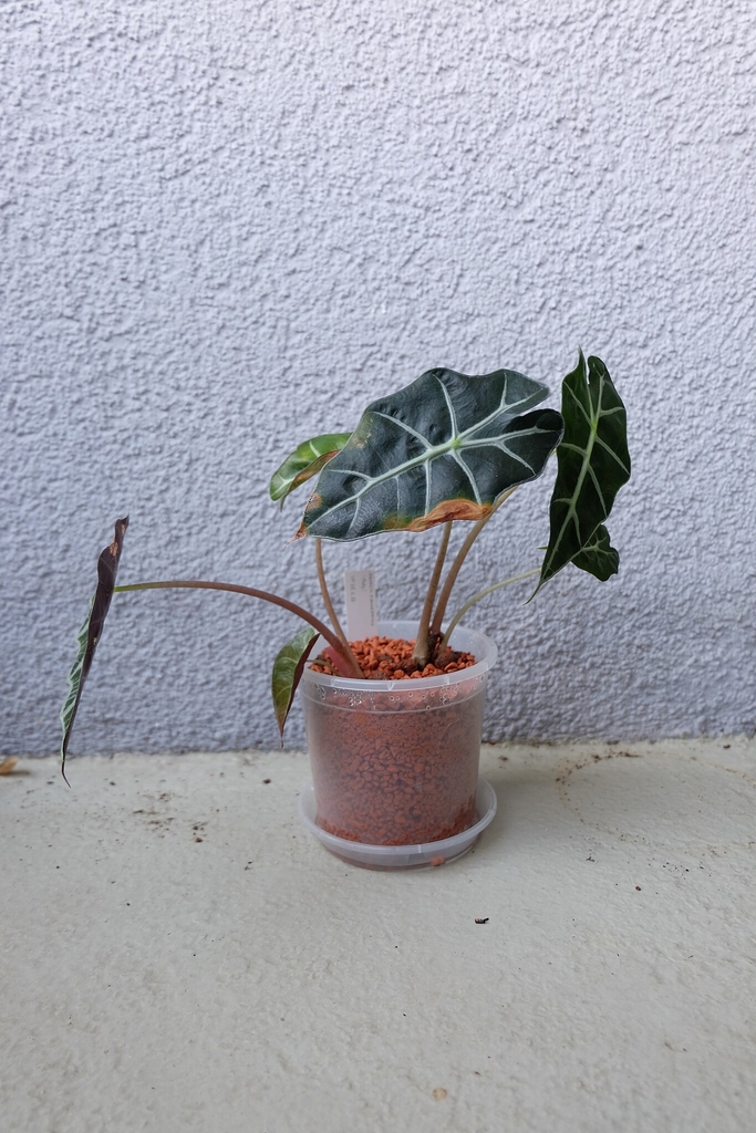 'Polly' growing in a pot