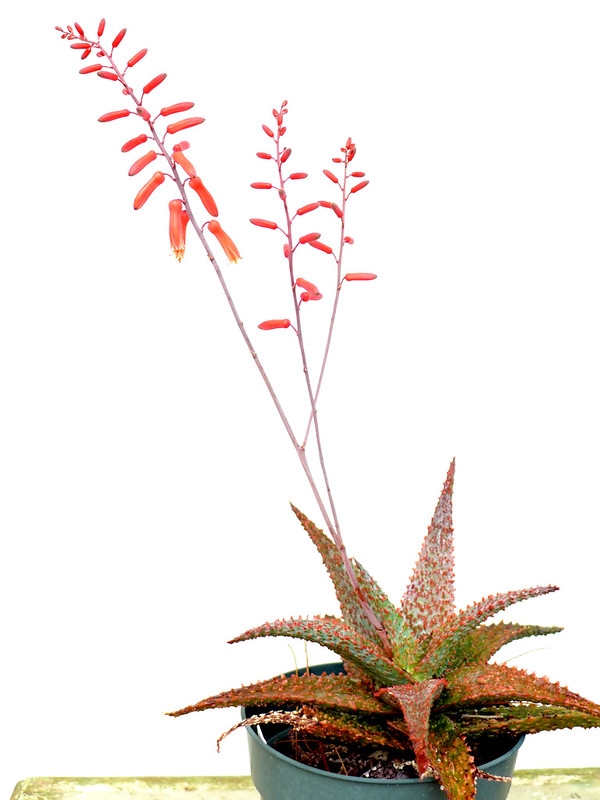 potted plant with rosette of red speckled leaves & red flowers