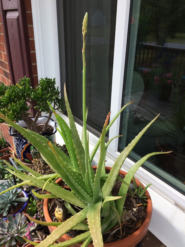 Form in  pot getting ready to bloom