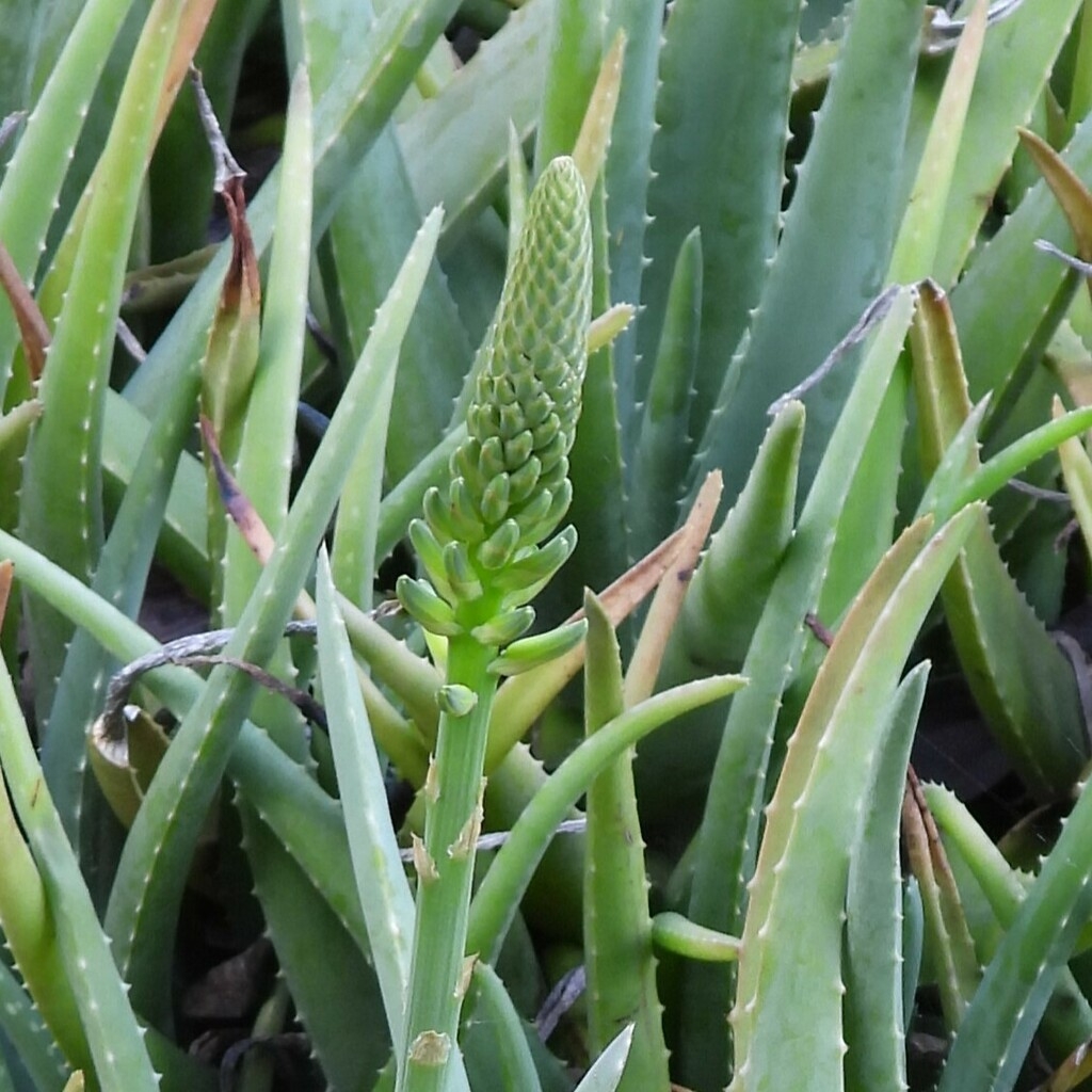 Flowers forming on a stem in the center of the plant