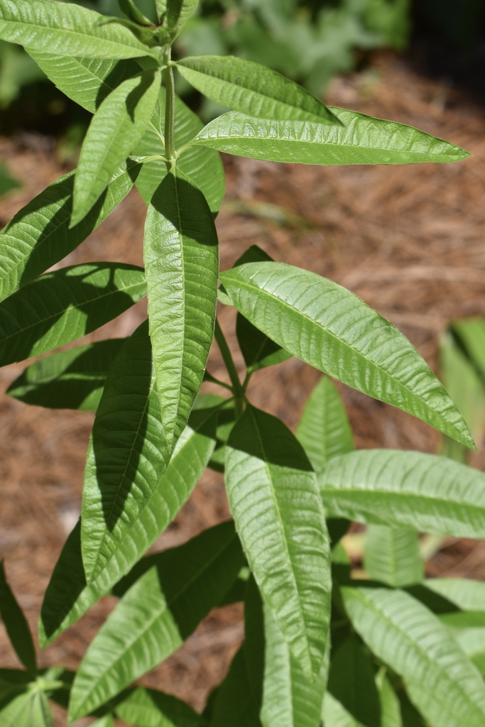 Leaves- Summer - Warren Co., NC