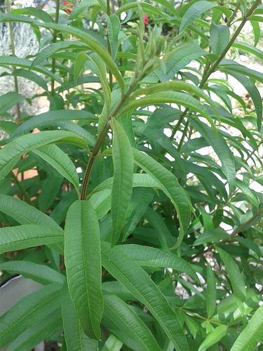 Aloysia triphylla