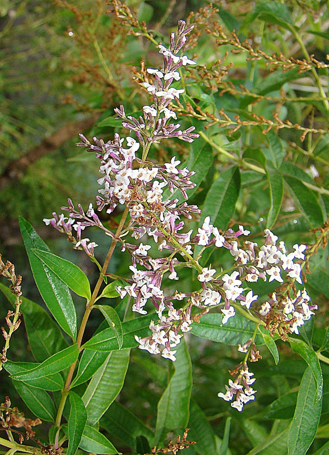 Aloysia citriodora