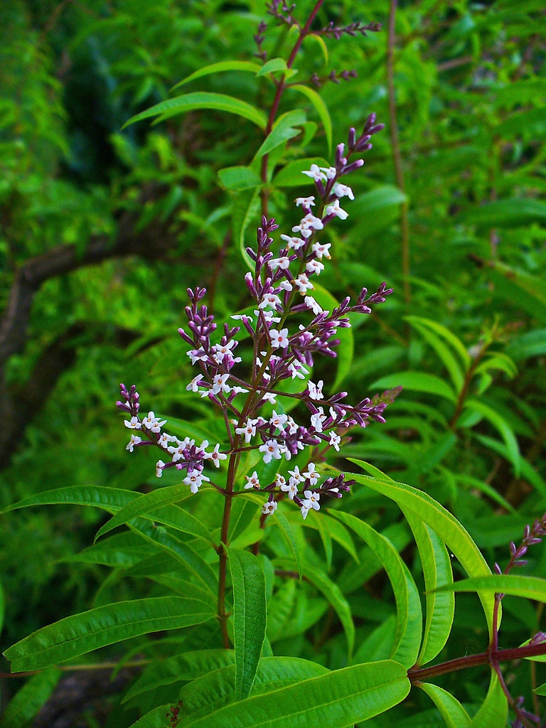 Aloysia citriodora