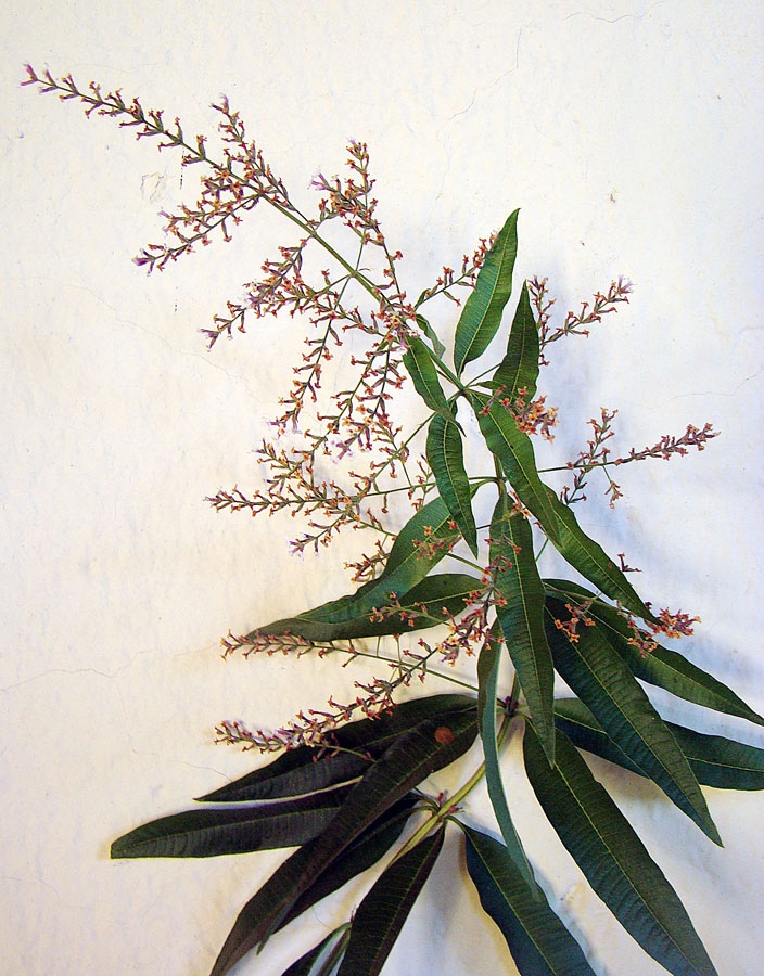 Form