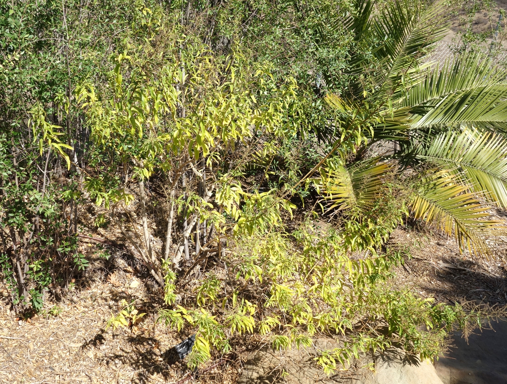Form