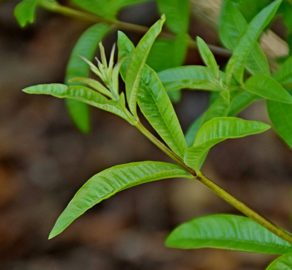 Aloysia citriodora