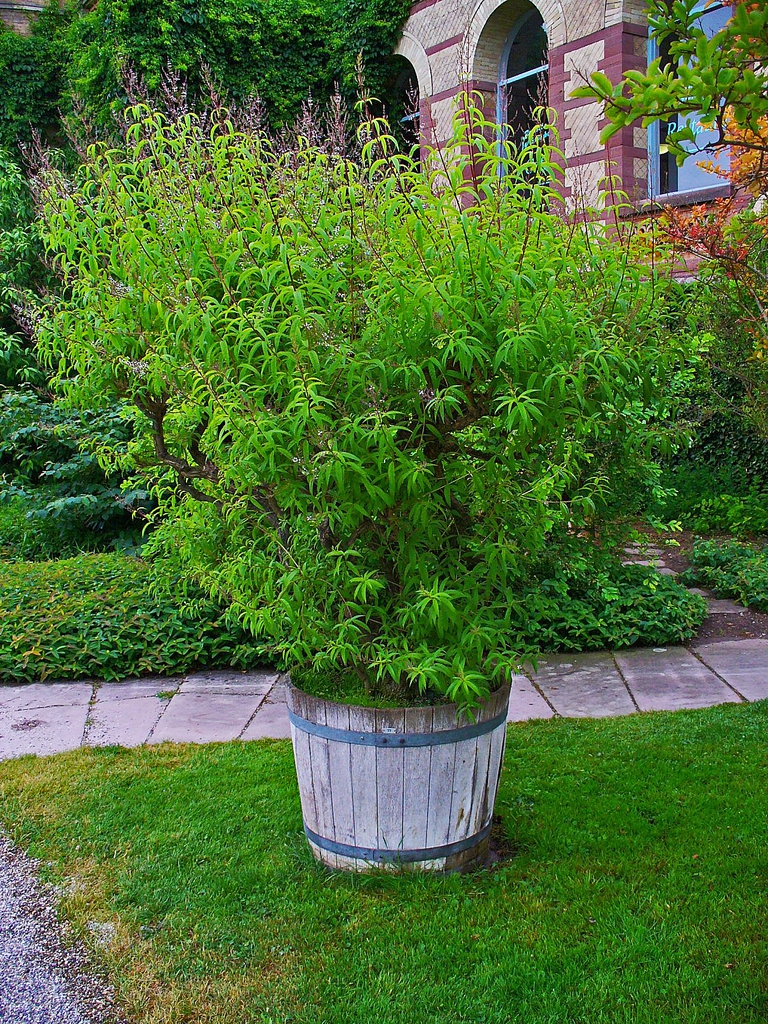 Aloysia citriodora