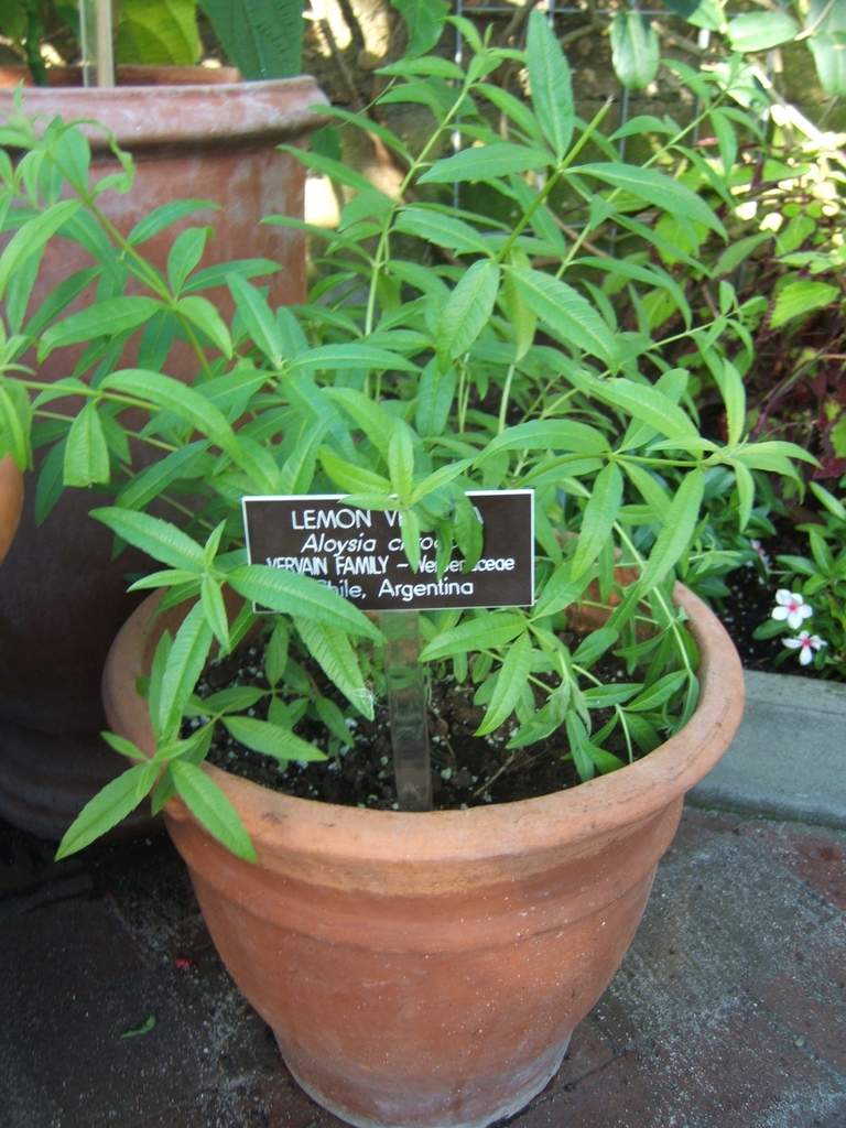 Aloysia citriodora