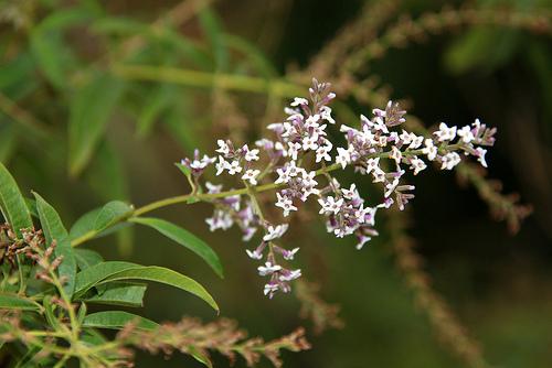 Aloysia triphylla flower
