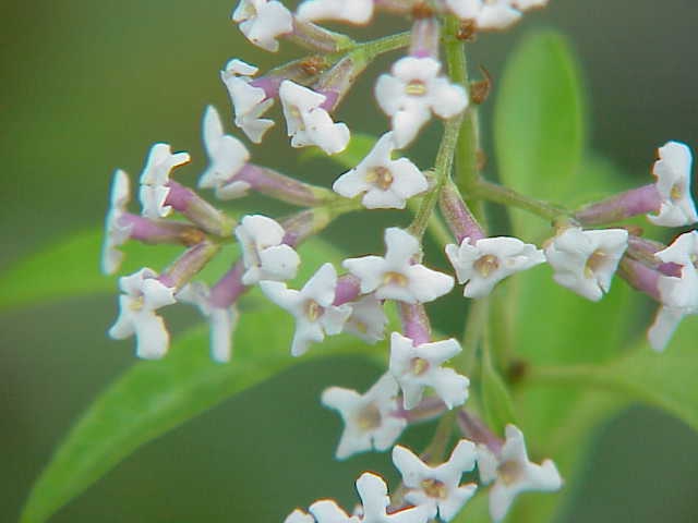 Close up of flower