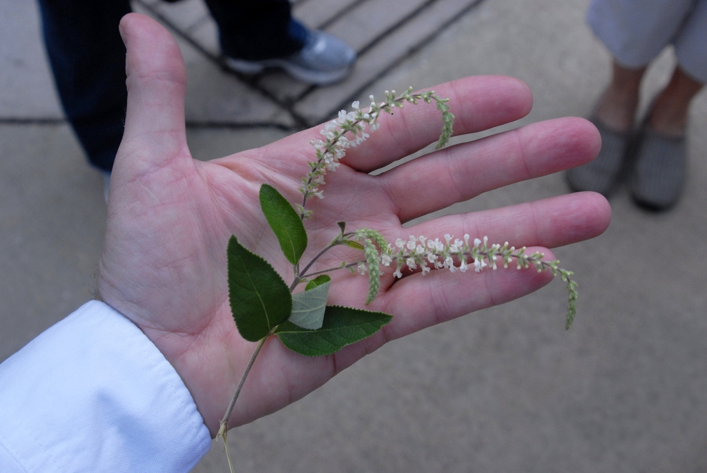 Aloysia virgata