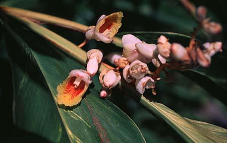 Alpinia spp.