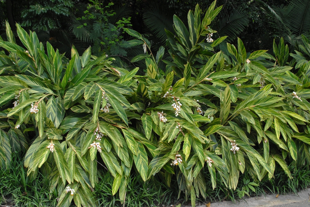 Alpinia zerumbet