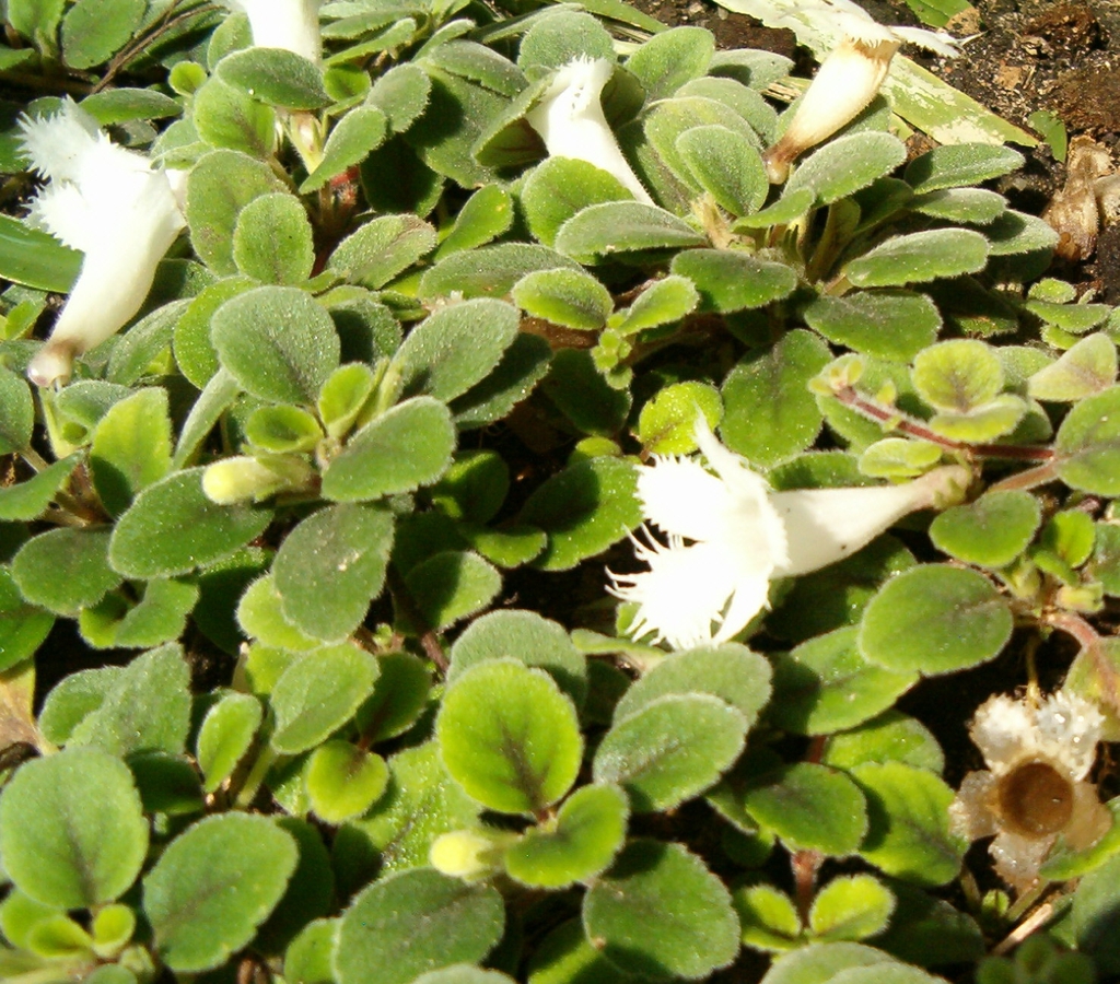 Alsobia Dianthflora