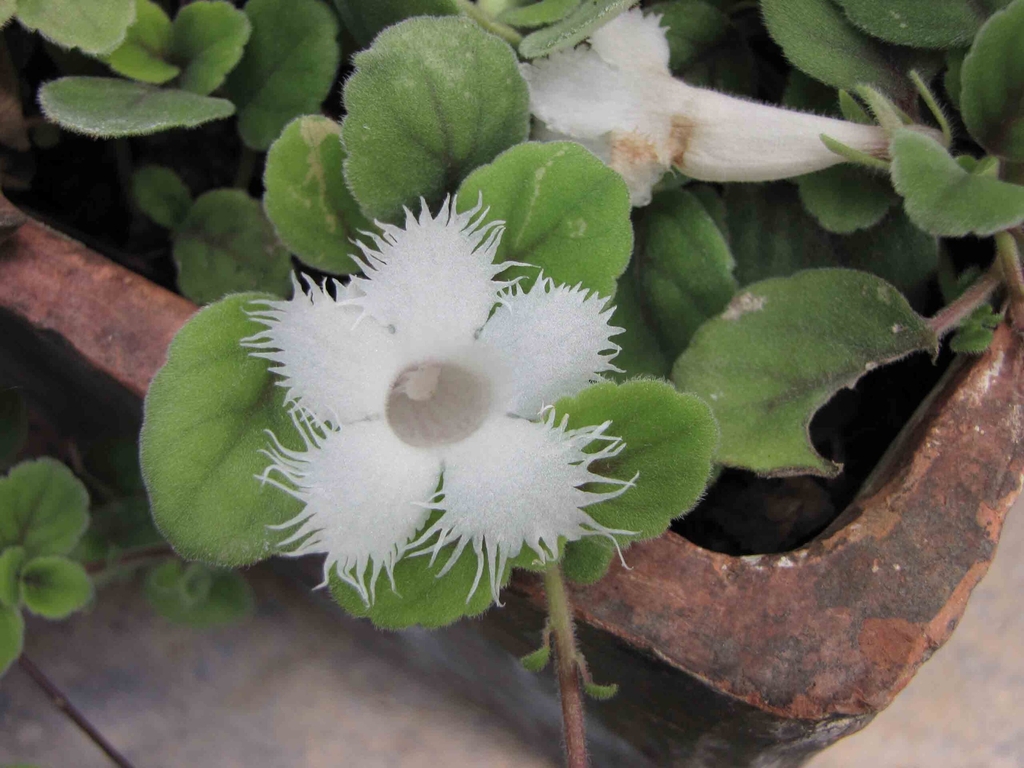 Growing in a pot with a white bloom with frilly margins