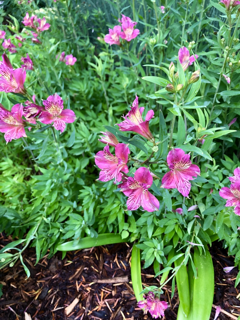 Acanthus -Summer-Breeches Floweres, Wake, June 9