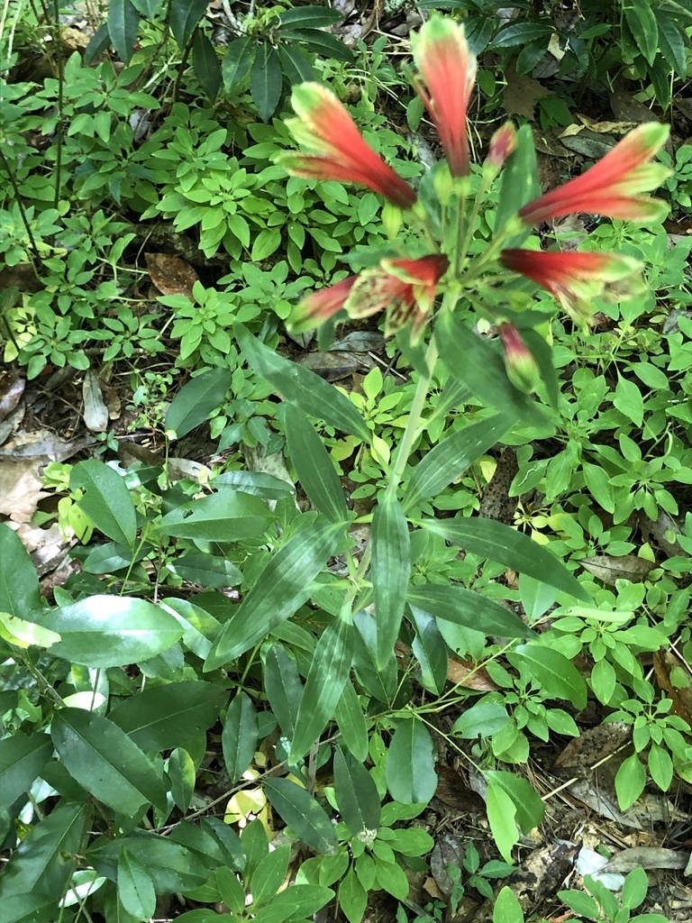 Form in bloom