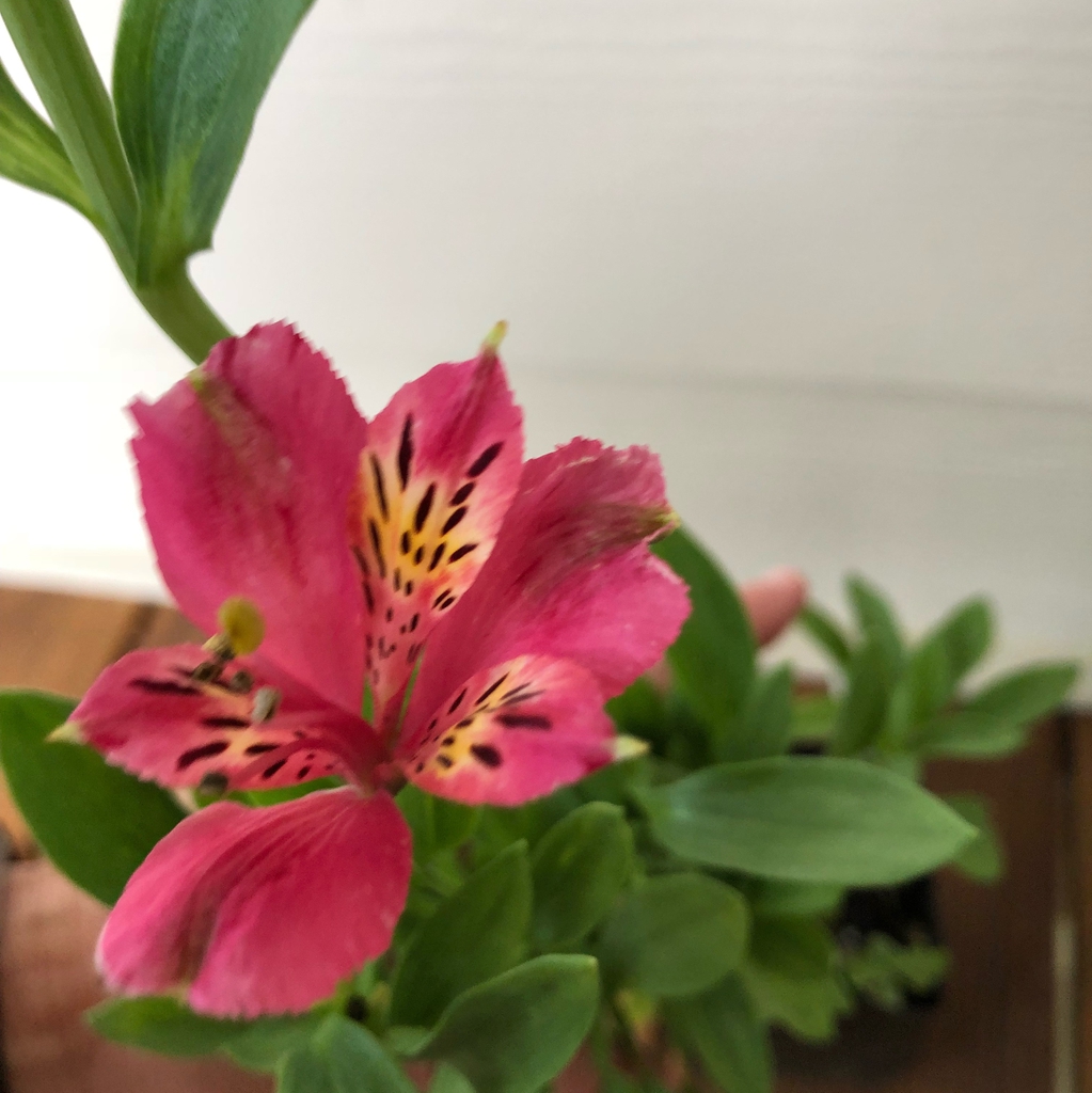 Alstroemeria