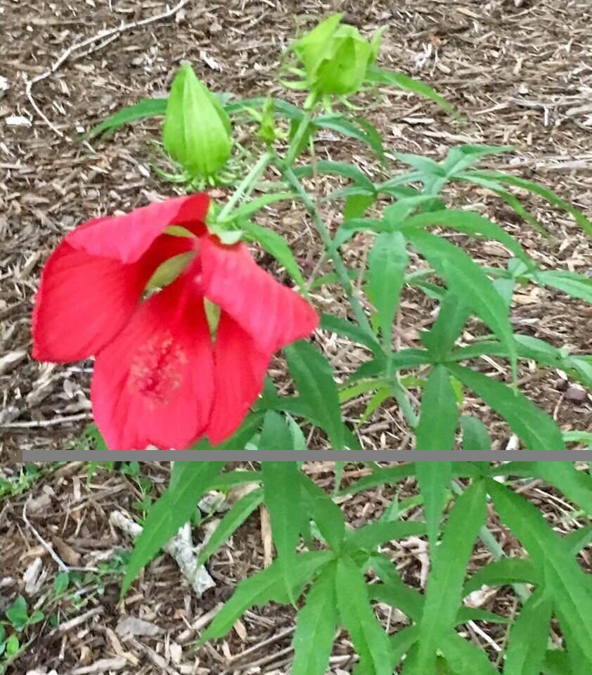 Alstroemeria