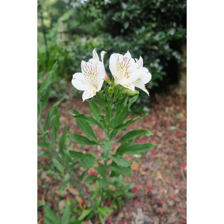 Alstroemeria 'Casablanca' leaf