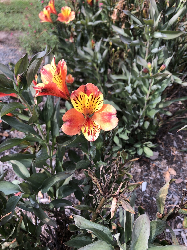 Alstroemeria