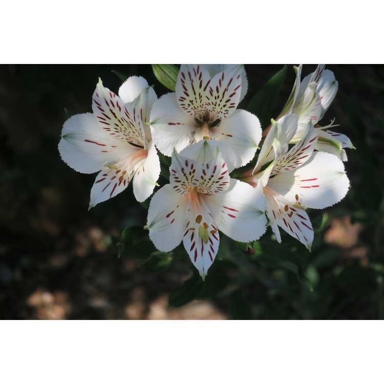 'Casablanca' Flowers - Wake Co., NC