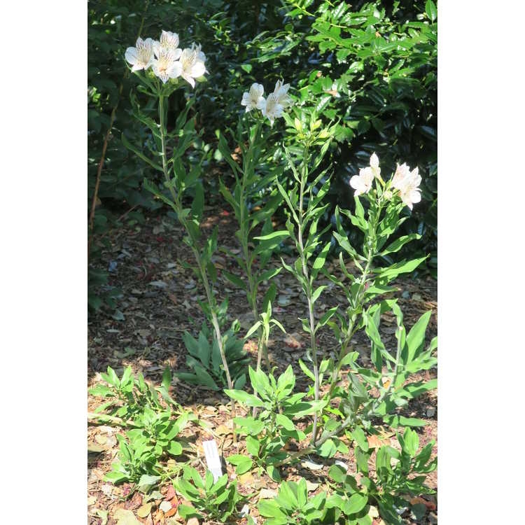 'Casablanca' Leaf & Flower - Wake Co., NC