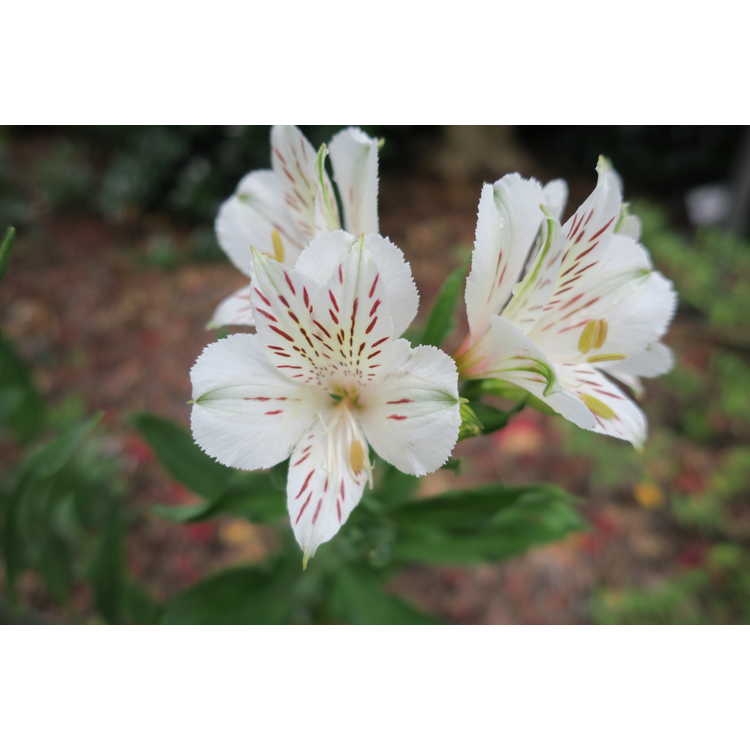 'Casablanca' Flowers Closeup - Wake Co., NC