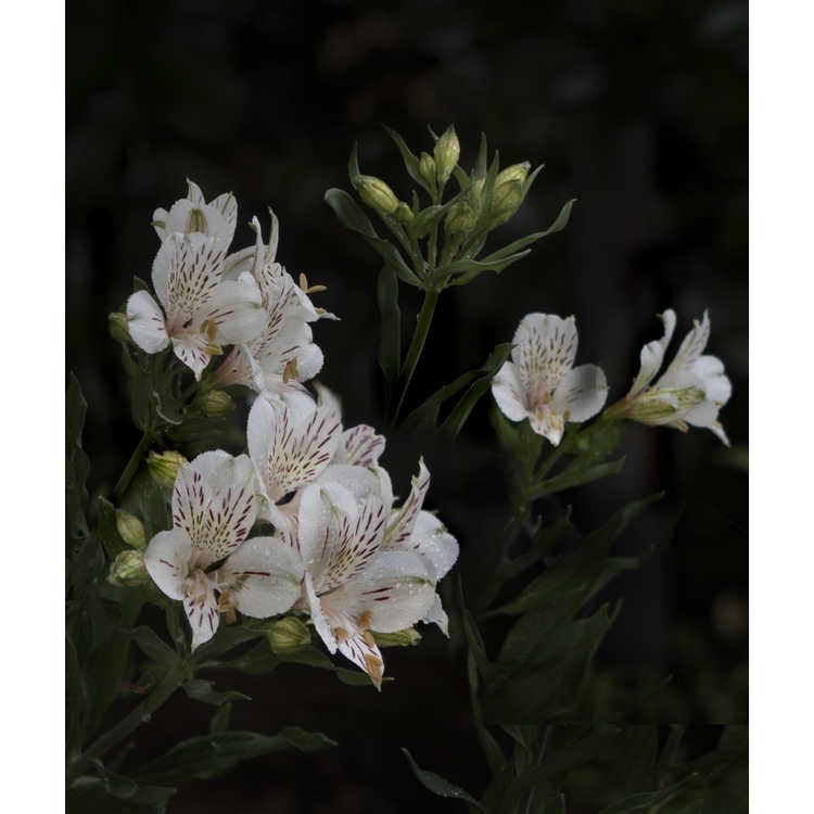 'Casablanca' Flowers - Wake Co., NC
