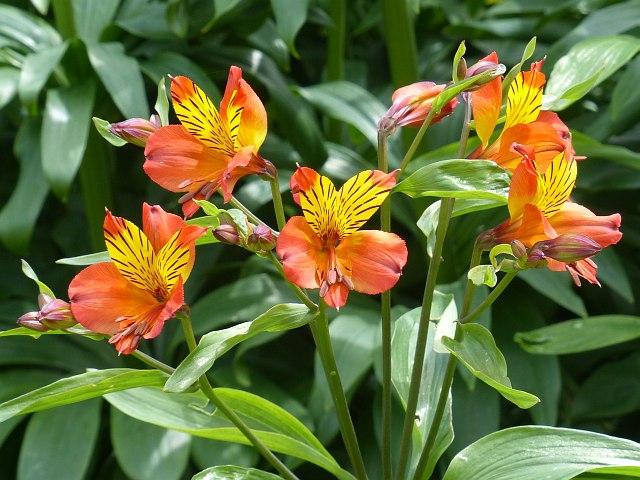 Alstroemeria