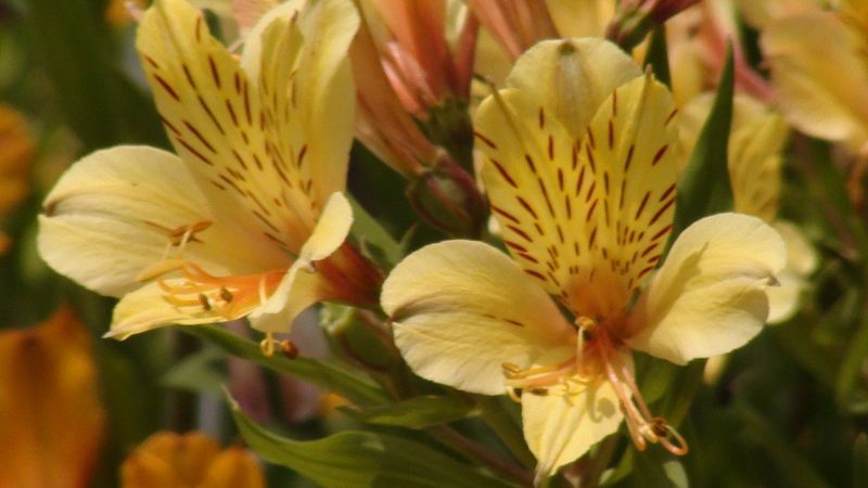 Alstroemeria