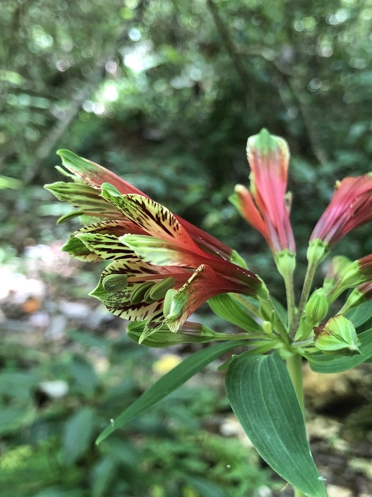 Side view of flower