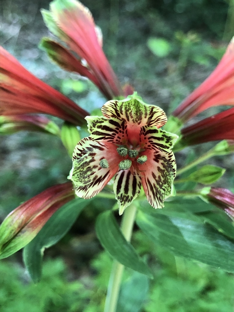 Inside of flower