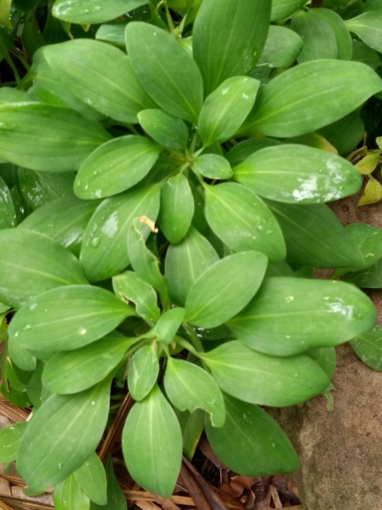 Leaves