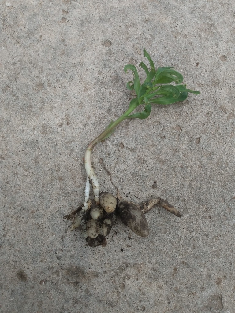 Rhizomes