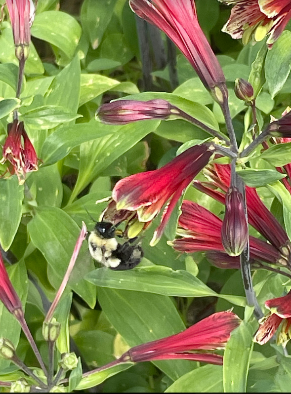 Bee on the flower