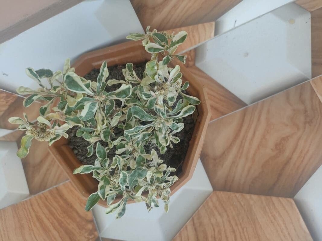 Form in a pot with vriagated leaves