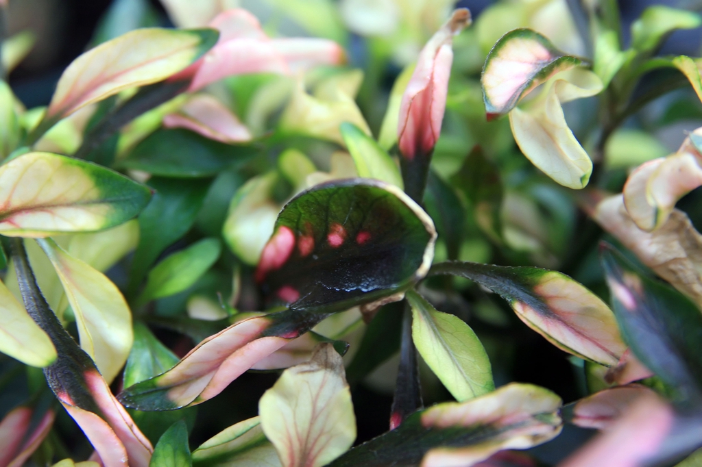 Variegated leaves