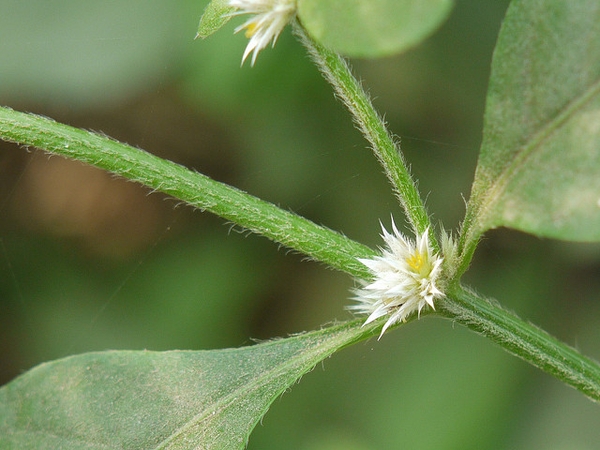 Flowers and stem