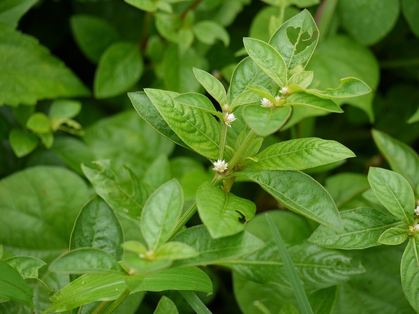 Form of the plant